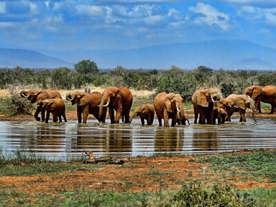 In Südafrika mit singlereisen.de auf Pirschfahrt im Addo Elephant Nationalpark