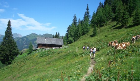 Auf Wanderungen im Tal der Almen mit singlereisen.de geht es vorbei an grasenden Kühen