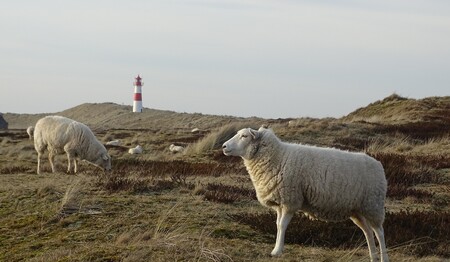 Singleurlaub nach Husum an der Nordsee buchen bei singlereisen.de