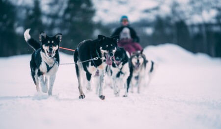 Winterabenteuer in Norwegen mit singlereisen.de