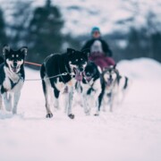 Winterabenteuer in Norwegen mit singlereisen.de