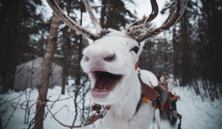 Weihnachten in Norwegen mit singlereisen.de