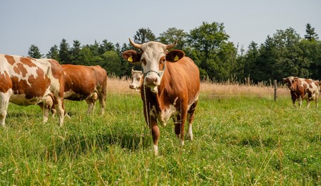 Mit singlereisen.de einen Single Urlaub im Schwarzwald mit anderen Alleinreisenden erleben