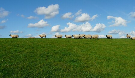 Singleurlaub nach Husum an der Nordsee buchen bei singlereisen.de